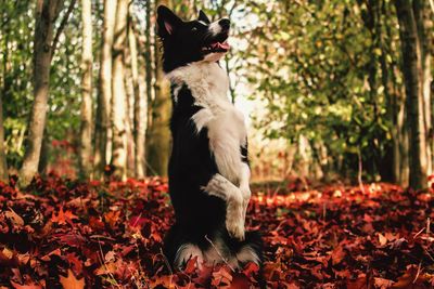 Dog on autumn leaves on field