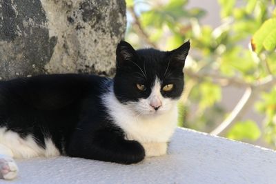 Close-up portrait of cat sitting outdoors