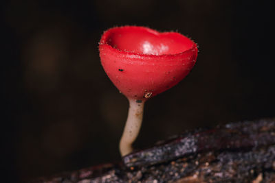 Close-up of mushroom growing on plant