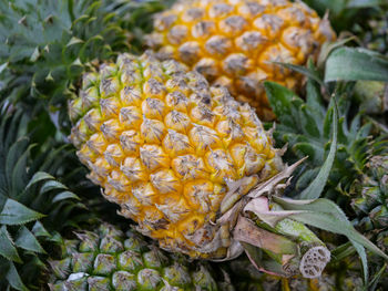 Close-up of fresh yellow flowers