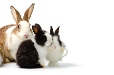 Close-up of two cats against white background