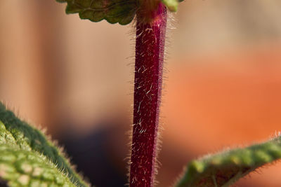 Close-up of red flowers against blurred background