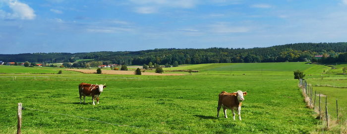 Cows grazing in a field