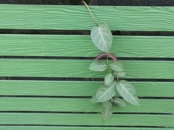 Full frame shot of fresh green leaves