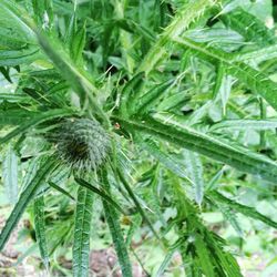 Close-up of fresh green plants