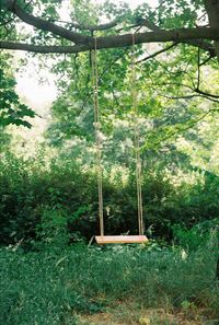 View of swing in forest