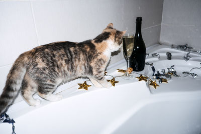 Bathtub party day, party bathroom decor. new years or birthday party in bathtub. cat, champagne and