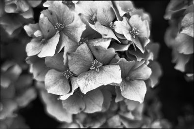 Close-up of flowers