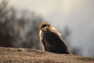 Monkey sitting on rock