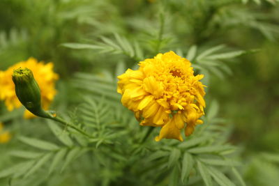 Close-up of yellow flower