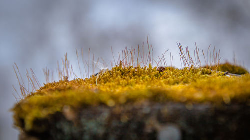 Close-up of plants against blurred background