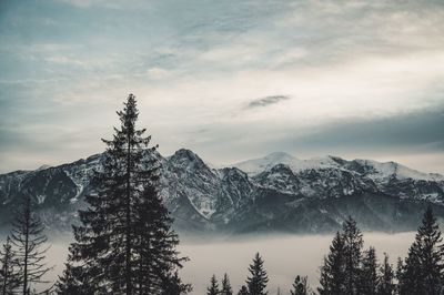 Pine trees on snowcapped mountains against sky