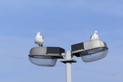 Low angle view of seagull perching against clear sky