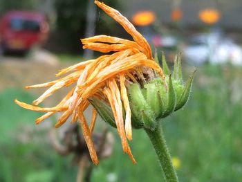 Close-up of flower