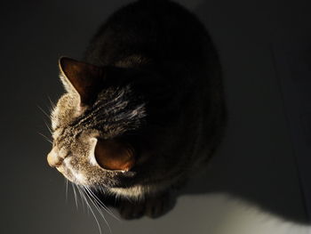 Close-up of a cat over black background