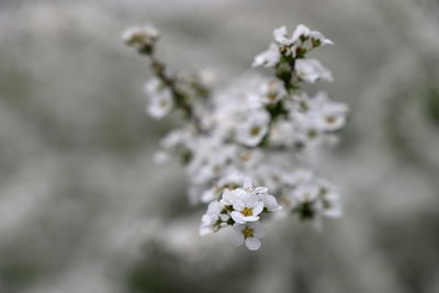 Close-up of white flowering plant