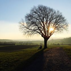 Sun shining through trees on grassy field