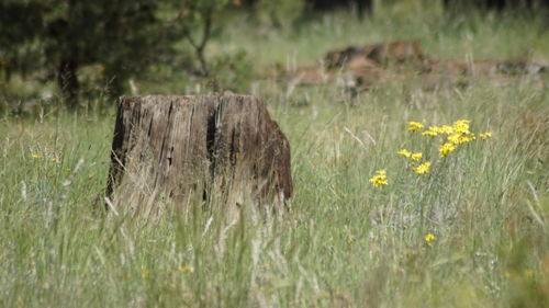 Yellow flowers growing in field