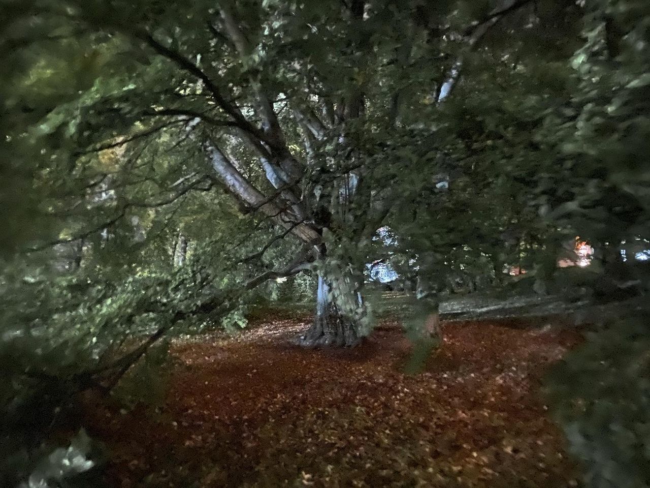 WET TREE IN FOREST