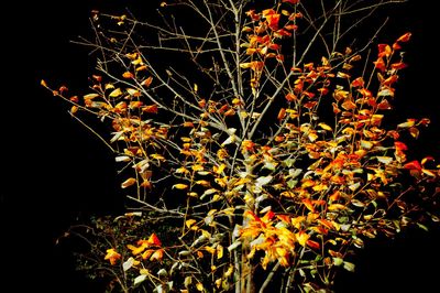 Close-up of flower tree against black background