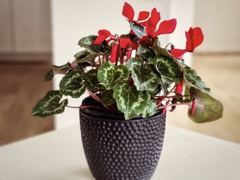 Close-up of red flowering cyclamen plant in black flowerpot on white table.