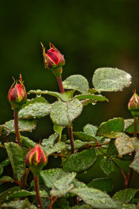 Close-up of red flower buds growing on plant