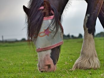 Horse grazing in a field