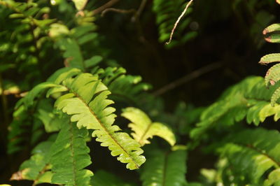 Close-up of green leaves on tree