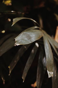 Close-up of leaf at night