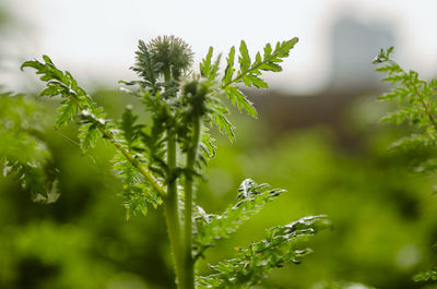 Close-up of wet plant