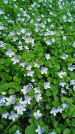 High angle view of white flowering plants