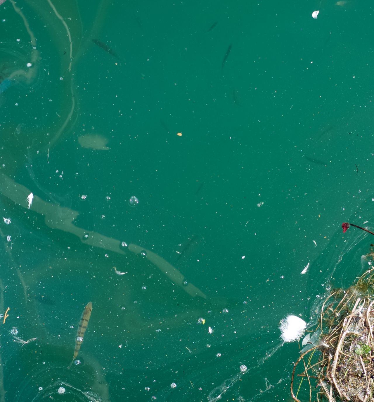 Fishes in the lake of zürich