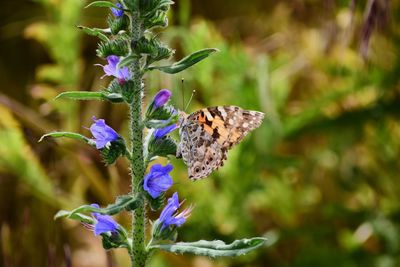 Close-up of butterfly pollinating on purple flower