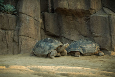 Turtle in zoo