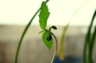 Close-up of plant against blurred background