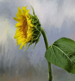 Close-up of yellow sunflower plant