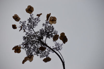 Low angle view of flowering plant against clear sky