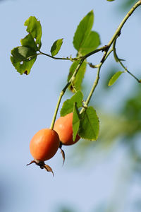 Close-up of fruits on tree