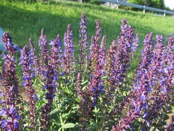 Close-up of purple flowers blooming in field