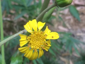 Close-up of yellow flower blooming outdoors