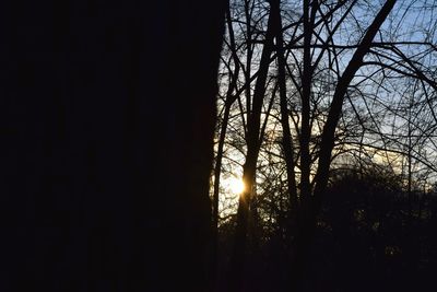 Low angle view of silhouette trees against sky