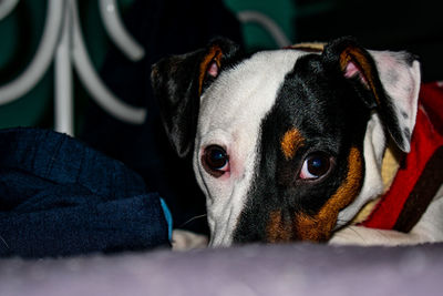 Close-up portrait of a dog