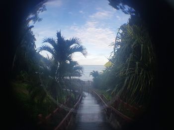 Panoramic view of trees against sky