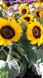 Close-up of sunflower