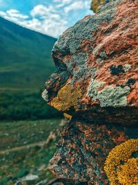 Close-up of lichen on rock