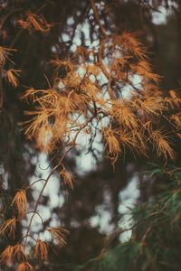 Low angle view of trees 