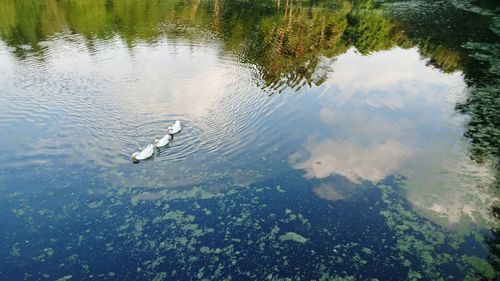 High angle view of swan swimming in lake
