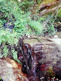 Plants growing in forest