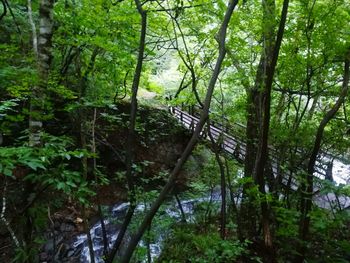 Scenic view of forest