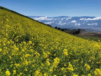 Scenic view of oilseed rape field against sky